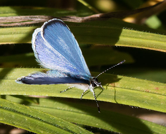 Spring Azure Celastrina ladon  Butterfly 