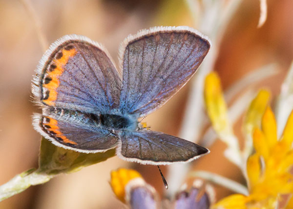 Acmon Blue Plebejus acmon Butterfly