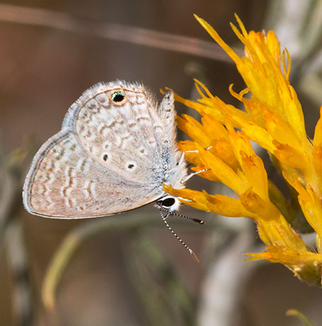 Ceraunus Blue Hemiargus ceraunus Butterfly 
