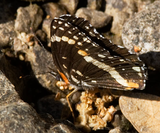 Bordered Patch Chlosyne lacinia Butterfly