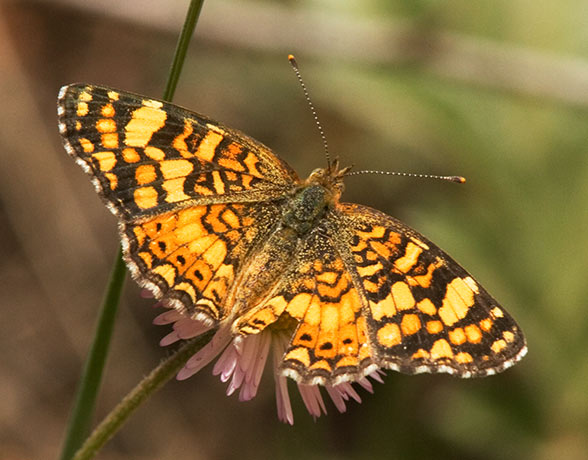 Mylitta Crescent Phyciodes mylitta Butterfly