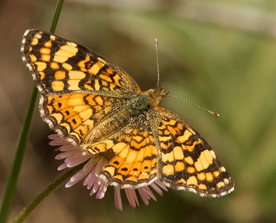 Mylitta Crescent Phyciodes mylitta Butterfly