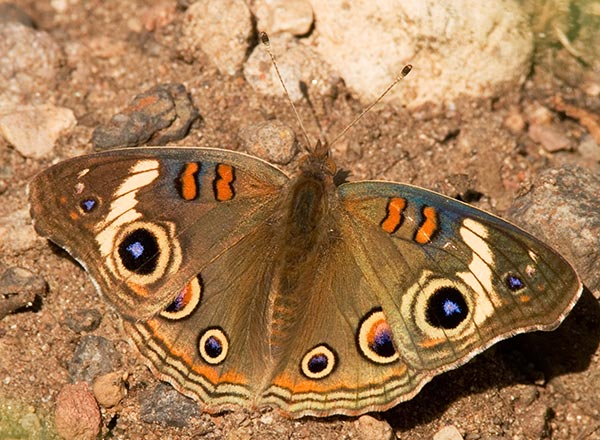 Common Buckeye Junonia coenia Butterfly