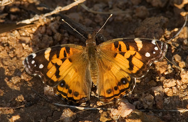 American Lady Vaness virginiensi Butterfly
