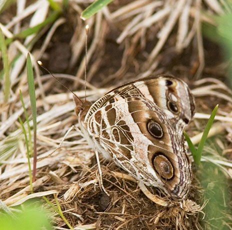 American Lady Vanessa virginiensi Butterfly