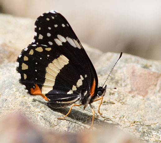 Bordered Patch Chlosyne lacinia Butterfly