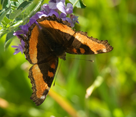 Milbert's Tortoiseshell Aglais milberti Butterfly