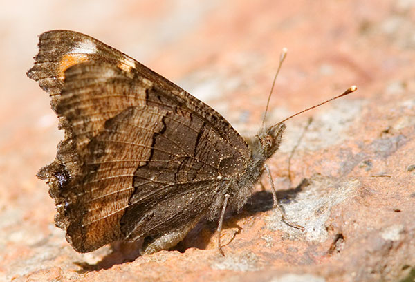 Milbert's Tortoiseshell Aglais milberti Butterfly