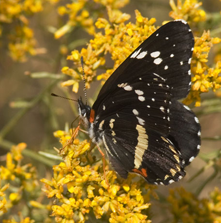 Bordered Patch Chlosyne lacinia Butterfly