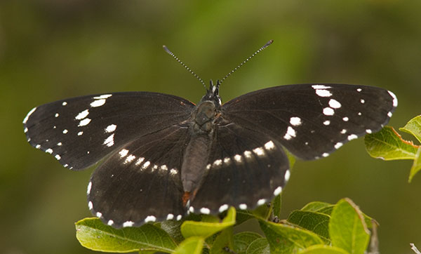 Bordered Patch Chlosyne lacinia Butterfly