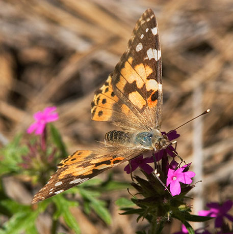 Painted Lady Vanessa cardui Butterfly