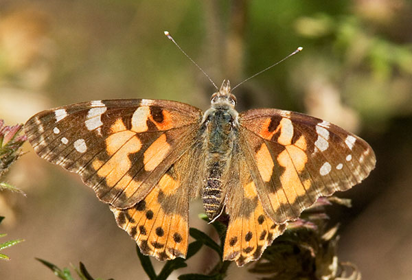 Painted Lady Vanessa cardui Butterfly