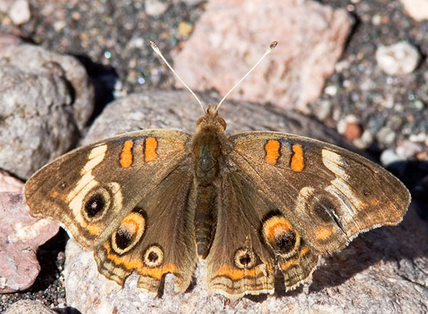 Common Buckeye Junonia coenia Butterfly