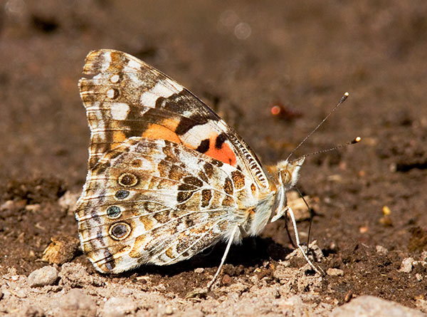 Painted Lady Vanessa cardui Butterfly