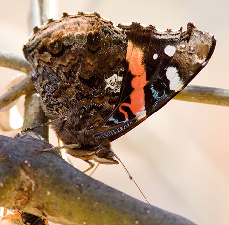 Red Admiral Vanessa atalanta Butterfly
