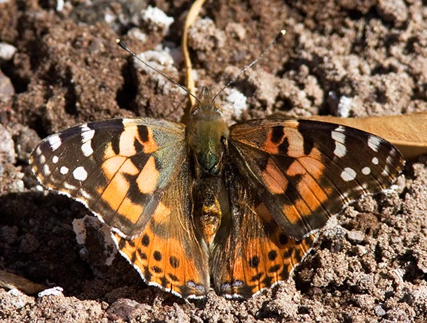 Painted Lady Vanessa cardui Butterfly