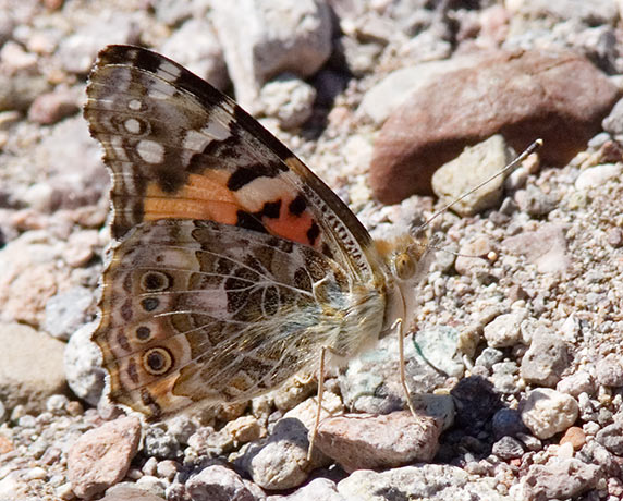 Painted Lady Vanessa cardui Butterfly