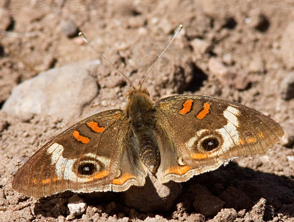 Common Buckeye Junonia coenia Butterfly