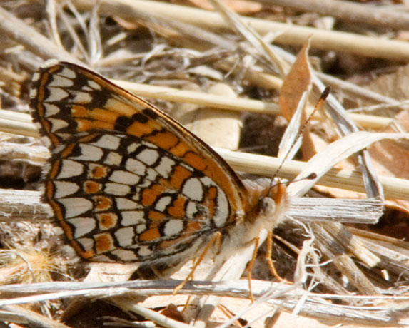 Sagebrush Checkerspot Chlosyne acastus Butterfly