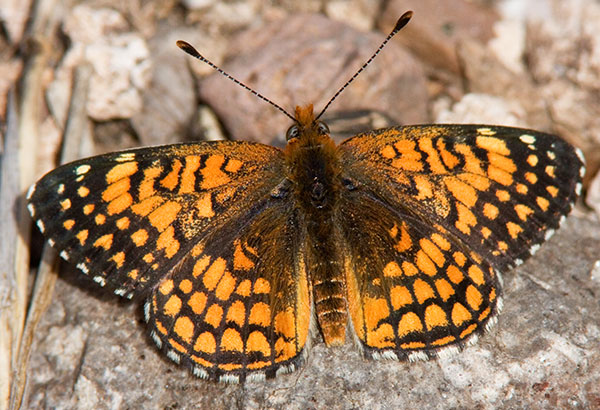 Sagebrush Checkerspot Chlosyne acastus Butterfly