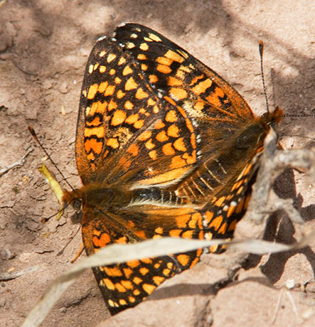 Sagebrush Checkerspot Chlosyne acastus Butterfly