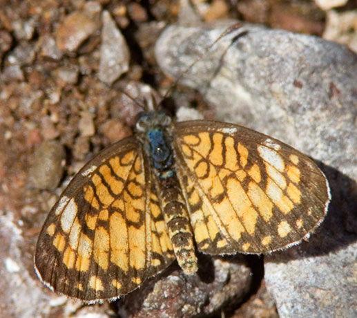 Tiny Checkerspot Dymasia dymas Butterfly
