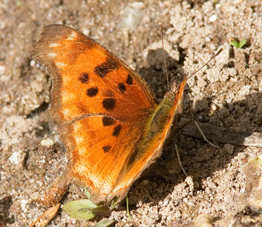 Satyr Comma Polygonia satyrus Satyr Anglewing Butterfly