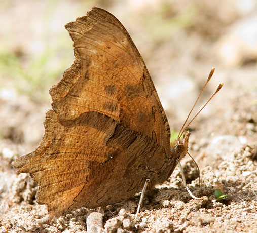 Satyr Comma Polygonia satyrus Satyr Anglewing Butterfly