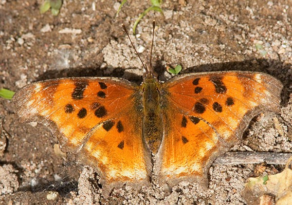 Satyr Comma Polygonia satyrus Satyr Anglewing Butterfly