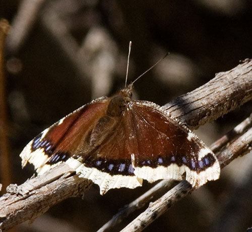 Mourning Cloak Nymphalis antiopa Butterfly