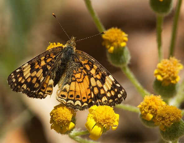 Mylitta Crescent Phyciodes mylitta Butterfly