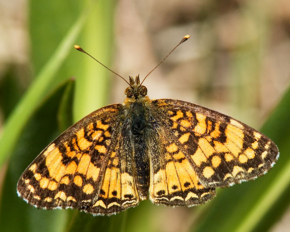 Mylitta Crescent Phyciodes mylitta Butterfly