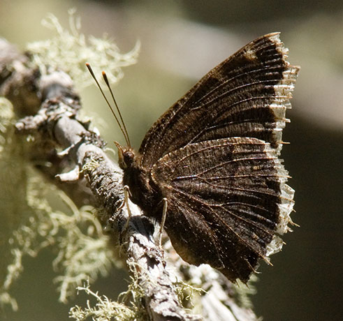 Mourning Cloak Nymphalis antiopa Butterfly