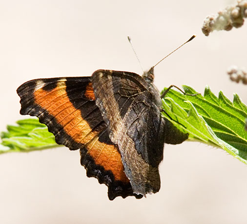 Milbert's Tortoiseshell Aglais milberti Butterfly