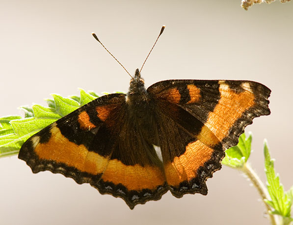 Milbert's Tortoiseshell Aglais milberti Butterfly