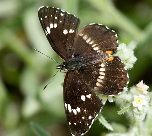 Bordered Patch Chlosyne lacinia Butterfly