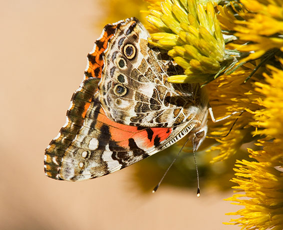 Painted Lady Vanessa cardui Butterfly
