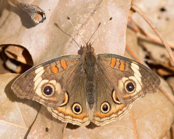 Common Buckeye Junonia coenia Butterfly