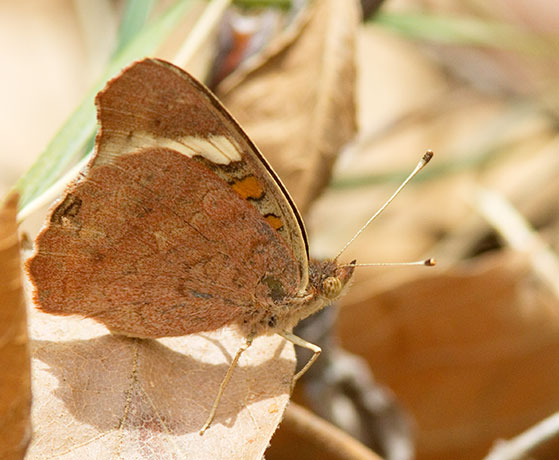 Common Buckeye Junonia coenia Butterfly