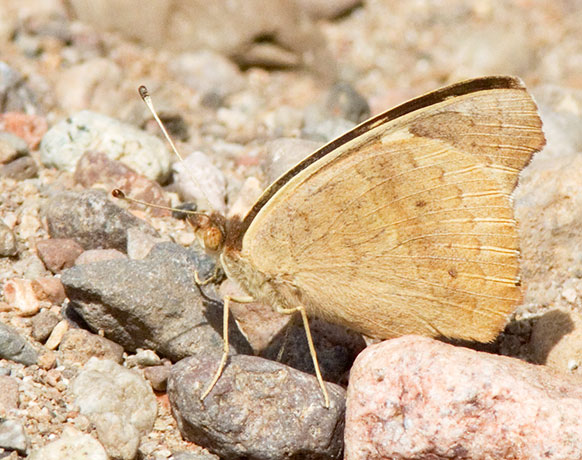 Common Buckeye Junonia coenia Butterfly