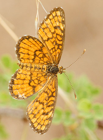 Sagebrush Checkerspot Chlosyne acastus Butterfly