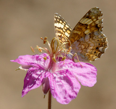 Mylitta Crescent Phyciodes mylitta Butterfly