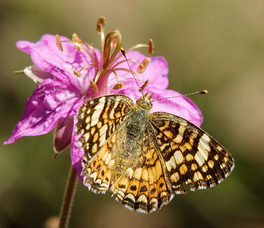 Mylitta Crescent Phyciodes mylitta Butterfly