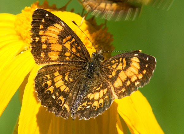Silvery Checkerspot Chlosyne nycteis  Butterfly