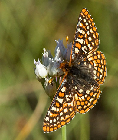 Anicia Checkerspot Euphydryas anicia magdalena Butterfly