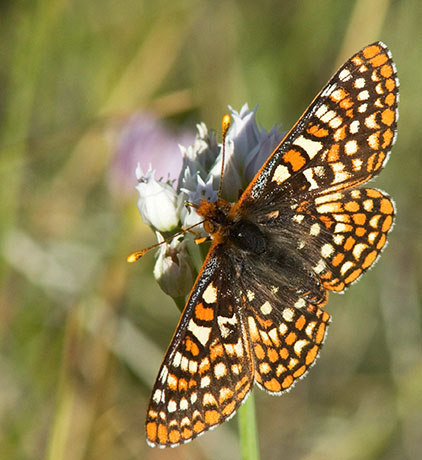 Anicia Checkerspot Euphydryas anicia magdalena Butterfly