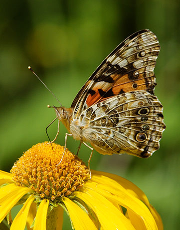 Painted Lady Vanessa cardui Butterfly