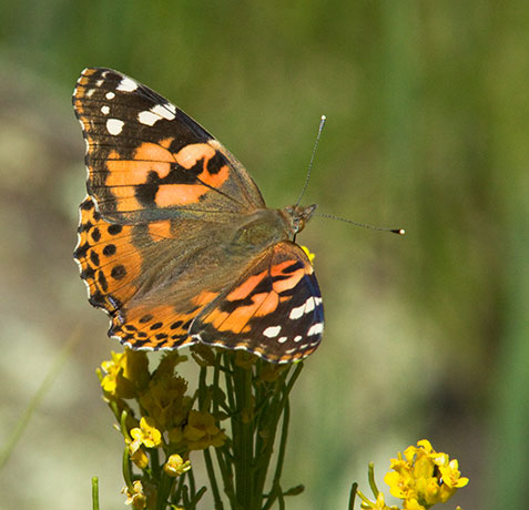 Painted Lady Vanessa cardui Butterfly