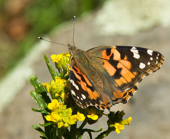 Painted Lady Vanessa cardui Butterfly