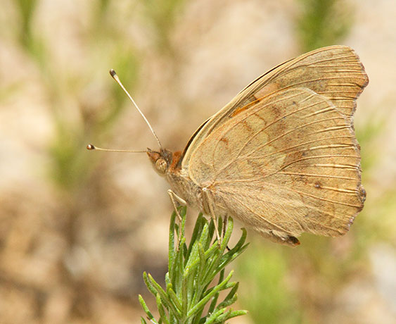 Common Buckeye Junonia coenia Butterfly